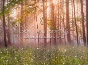 April Meadow Morning (CC)
