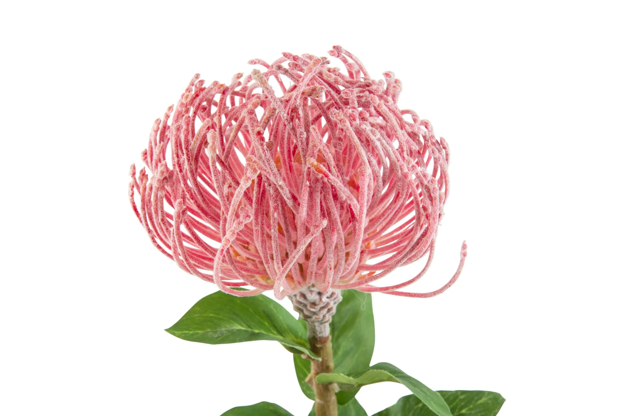 Blume Pin Flower Stem 85cm