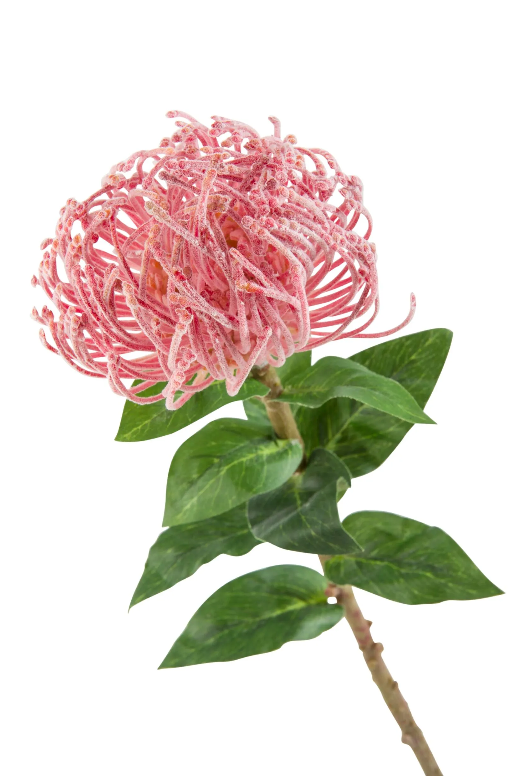 Blume Pin Flower Stem 85cm