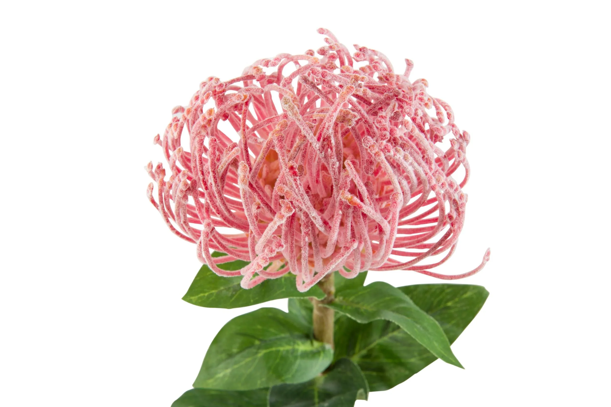 Blume Pin Flower Stem 85cm