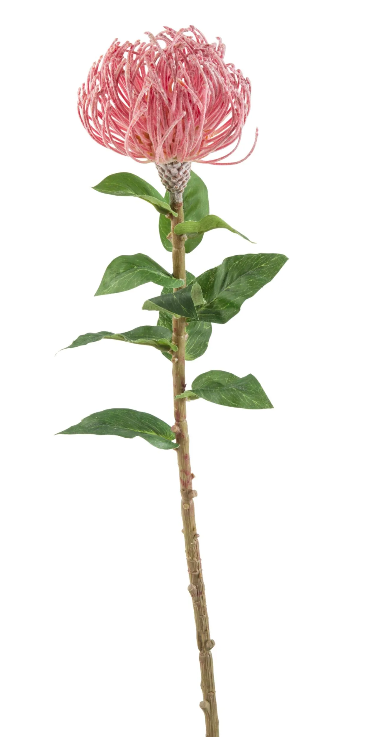 Blume Pin Flower Stem 85cm